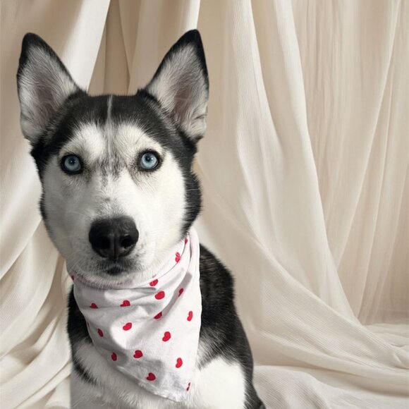 Handmade Double-Sided Dog Bandana (Small) - Picture 4 of 7